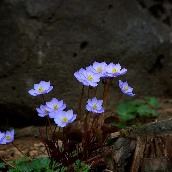 安博体育棋牌游戏